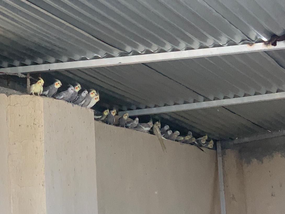 عروس هلندی|پرنده|لار, |دیوار