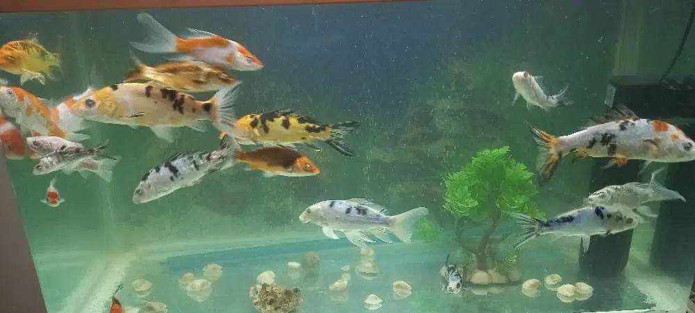 ماهی کوی|ماهی|اصفهان, شیخ اشراق|دیوار