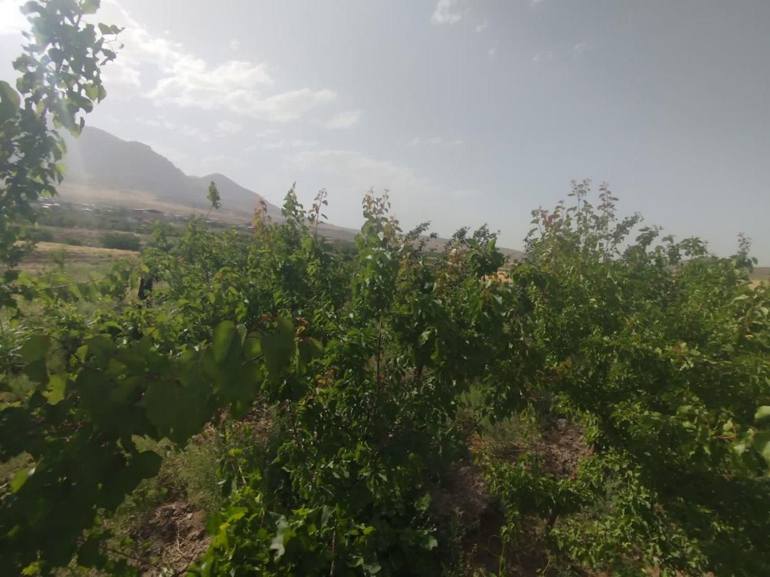 فروش زمین ۶۰۰ متری در روستای زواریان|فروش زمین و ملک کلنگی|سلفچگان, |دیوار