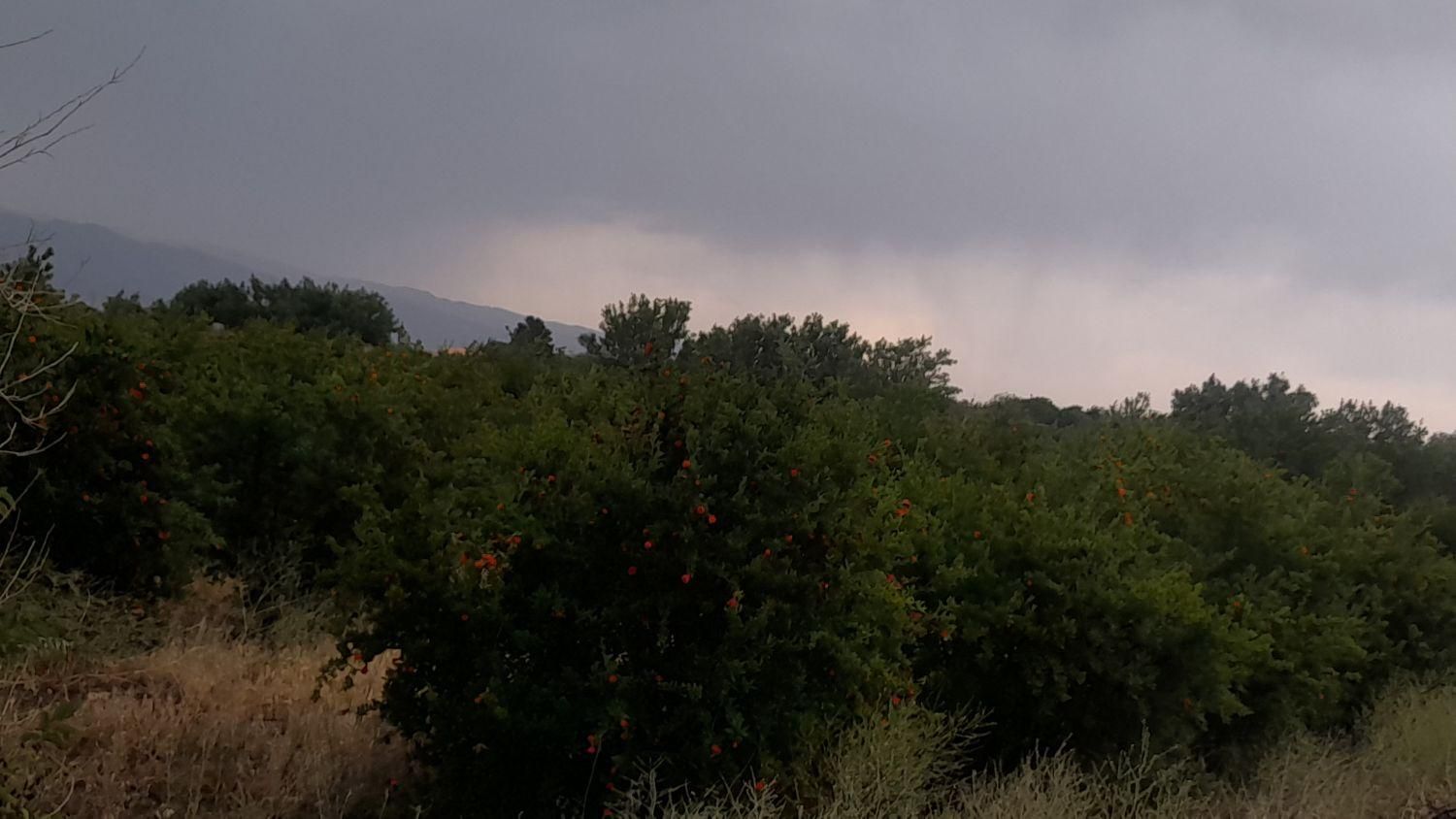 باغ انار ۱۲۰۰متر|فروش دفتر صنعتی، کشاورزی، تجاری|ساوه, |دیوار