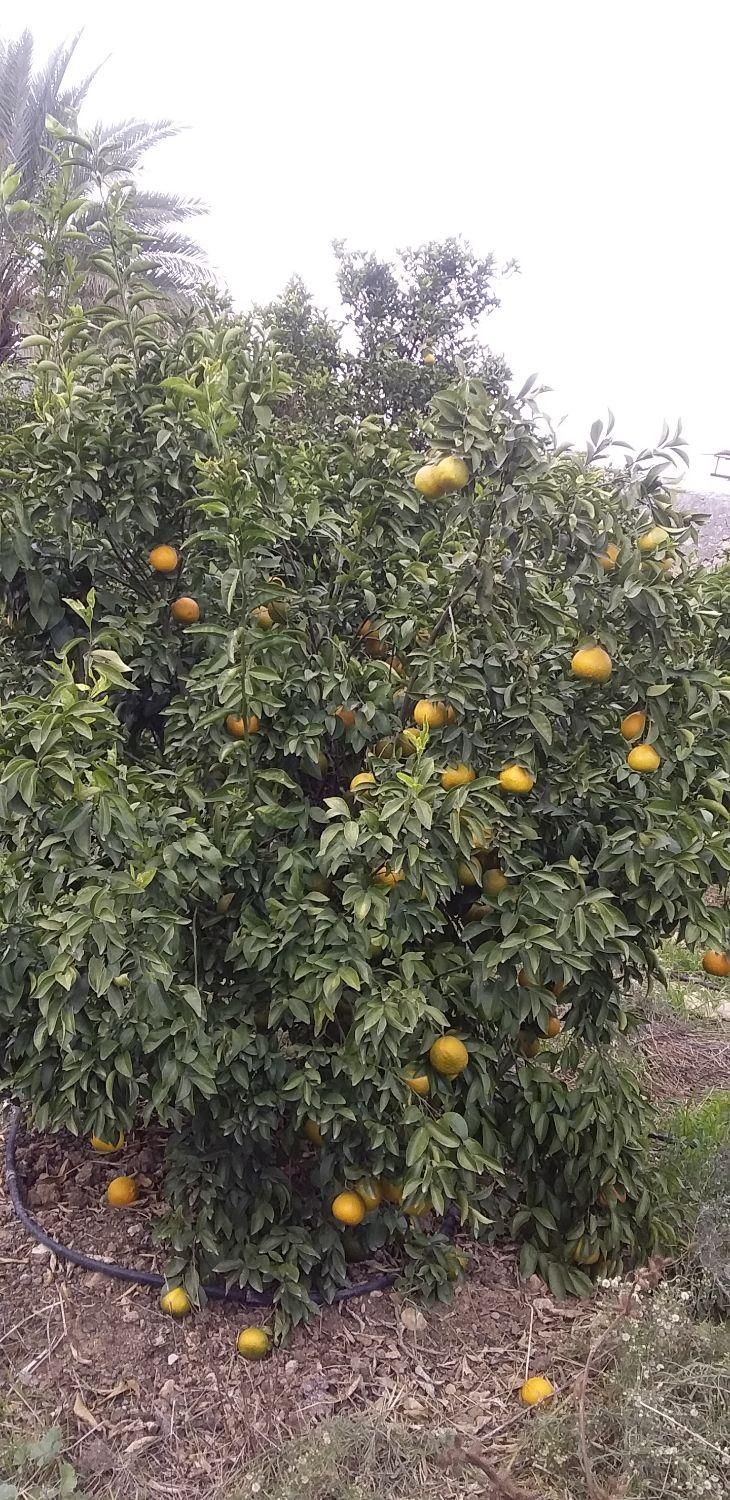 باغچه ۲هزار متری در  خیراباد کرونی روبروی پمپ گاز|فروش دفتر صنعتی، کشاورزی، تجاری|کازرون, |دیوار