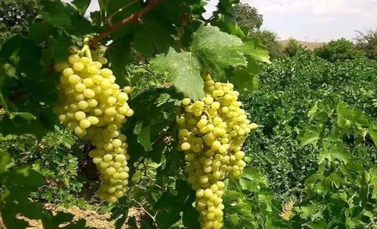 باغ انگور منطقه ای امن و سرسبز و خوش آب و هوا|فروش زمین و ملک کلنگی|قم, هنرستان|دیوار