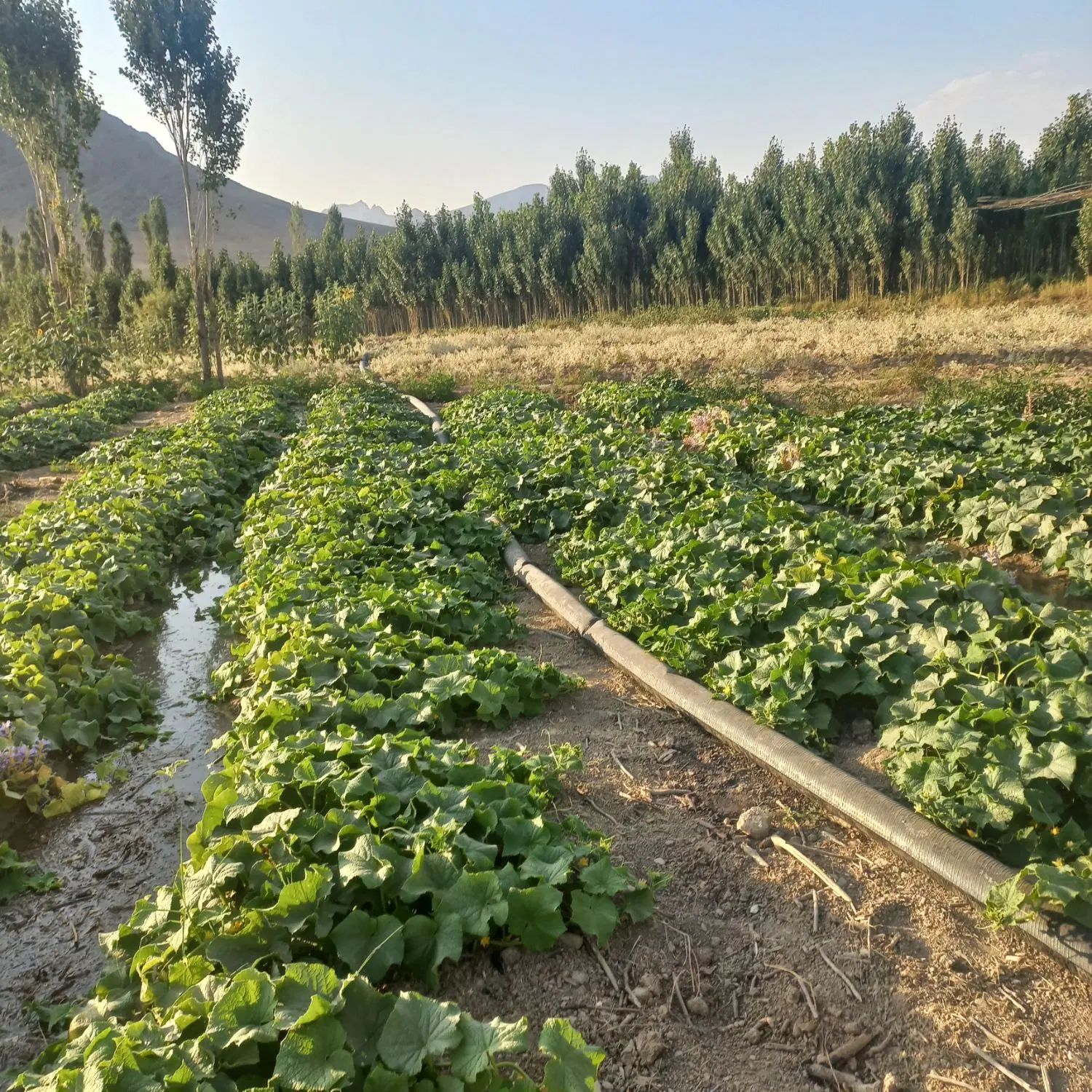 نیروی خانم برای سرخ کردن سبزی و بسته بندی|استخدام بازاریابی و فروش|اراک, |دیوار