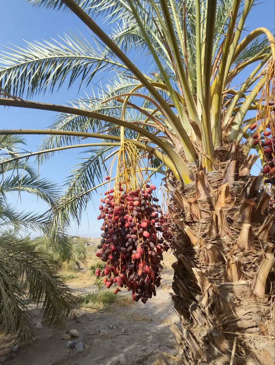 خرما امسالی|عمده‌فروشی|مشهد, مصلی (کارمندان اول)|دیوار