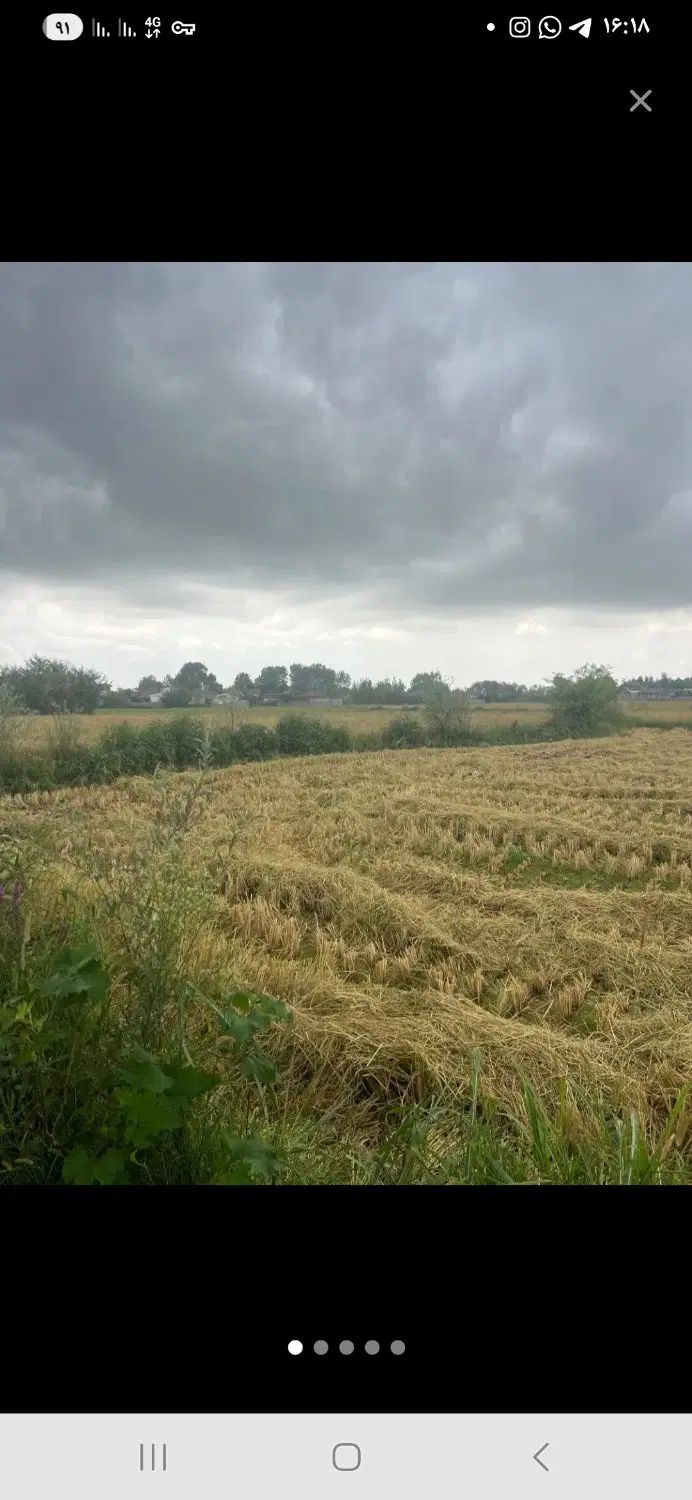 زمین ۵هزار متر شالیزاری در روستای سسمس|فروش زمین و ملک کلنگی|رشت, پسیخان|دیوار