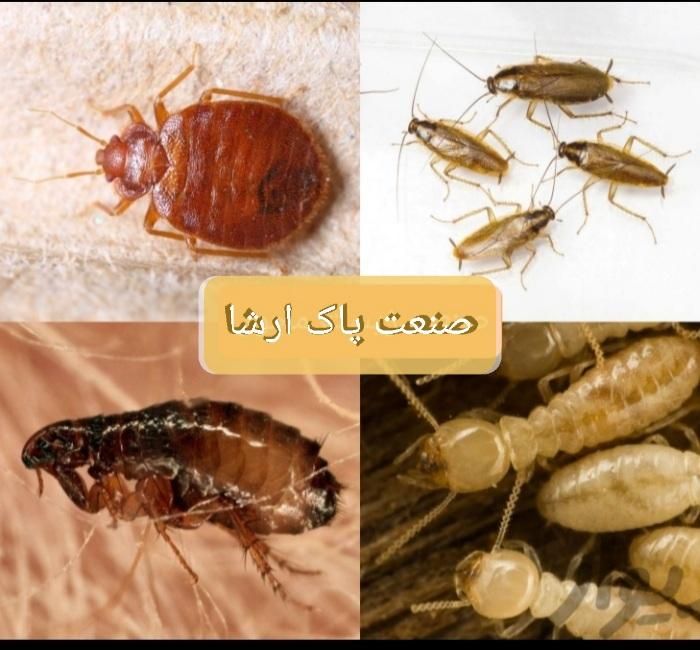 شرکت سمپاشی ضدعفونی سم پاشی سوسک موریانه زدایی|خدمات پیشه و مهارت|بهبهان, |دیوار