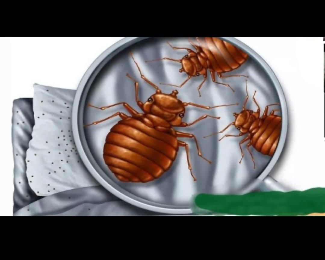 (سم پاشی موش.موریانه&سمپاشی ساس)در بلوارسـمـیه قـم|خدمات نظافت|قم, عمار یاسر|دیوار