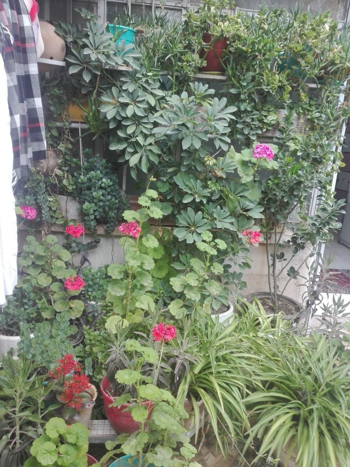 خوابگاه دخترانه کوثر|اجارهٔ خانه و ویلا|شیراز, احمدی جنوبی|دیوار
