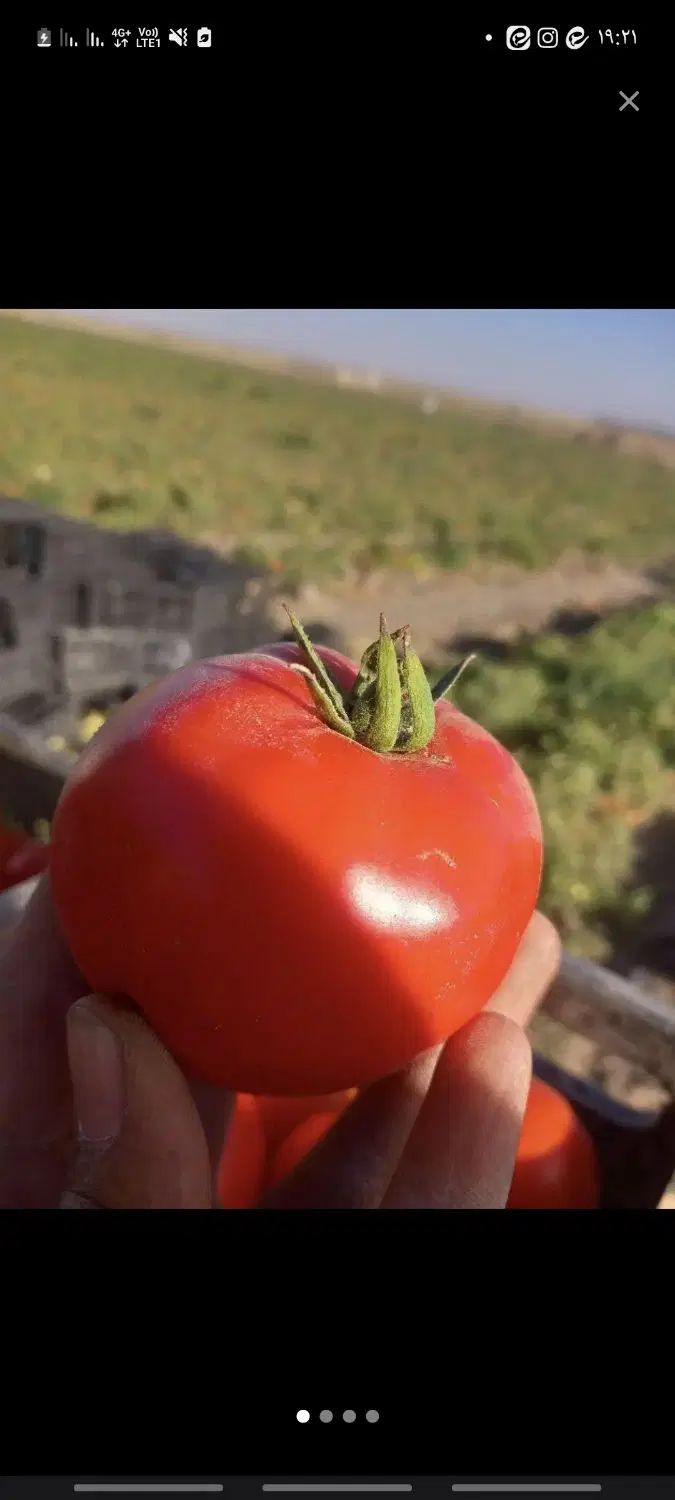 گوجه گرد قوچان مناسب ابگیری و رب با رب دهی بالا|خوردنی و آشامیدنی|مشهد, هدایت|دیوار
