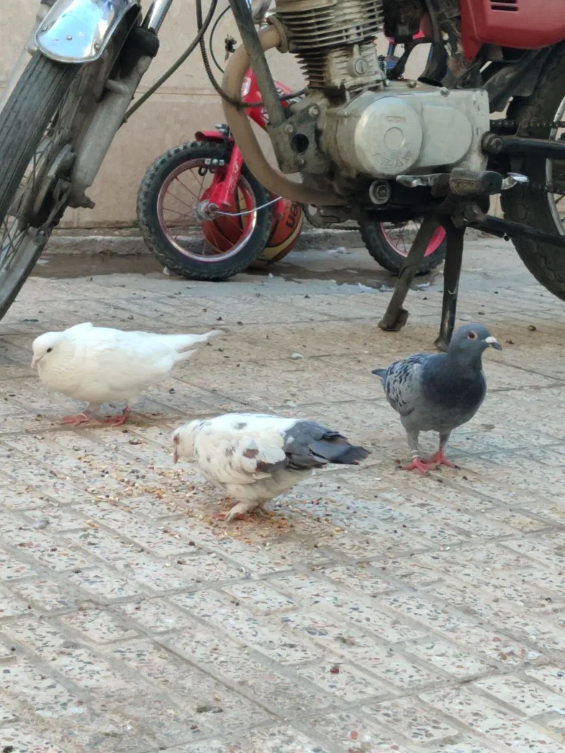 ۹عدد کبوتر|پرنده|اصفهان, جاوان|دیوار