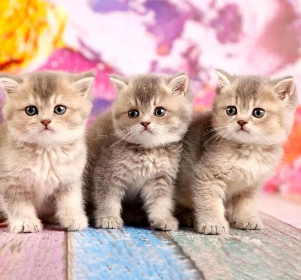 گربه فنجانی/مینیاتوی/دستی/خانگی|گربه|تهران, ولنجک|دیوار