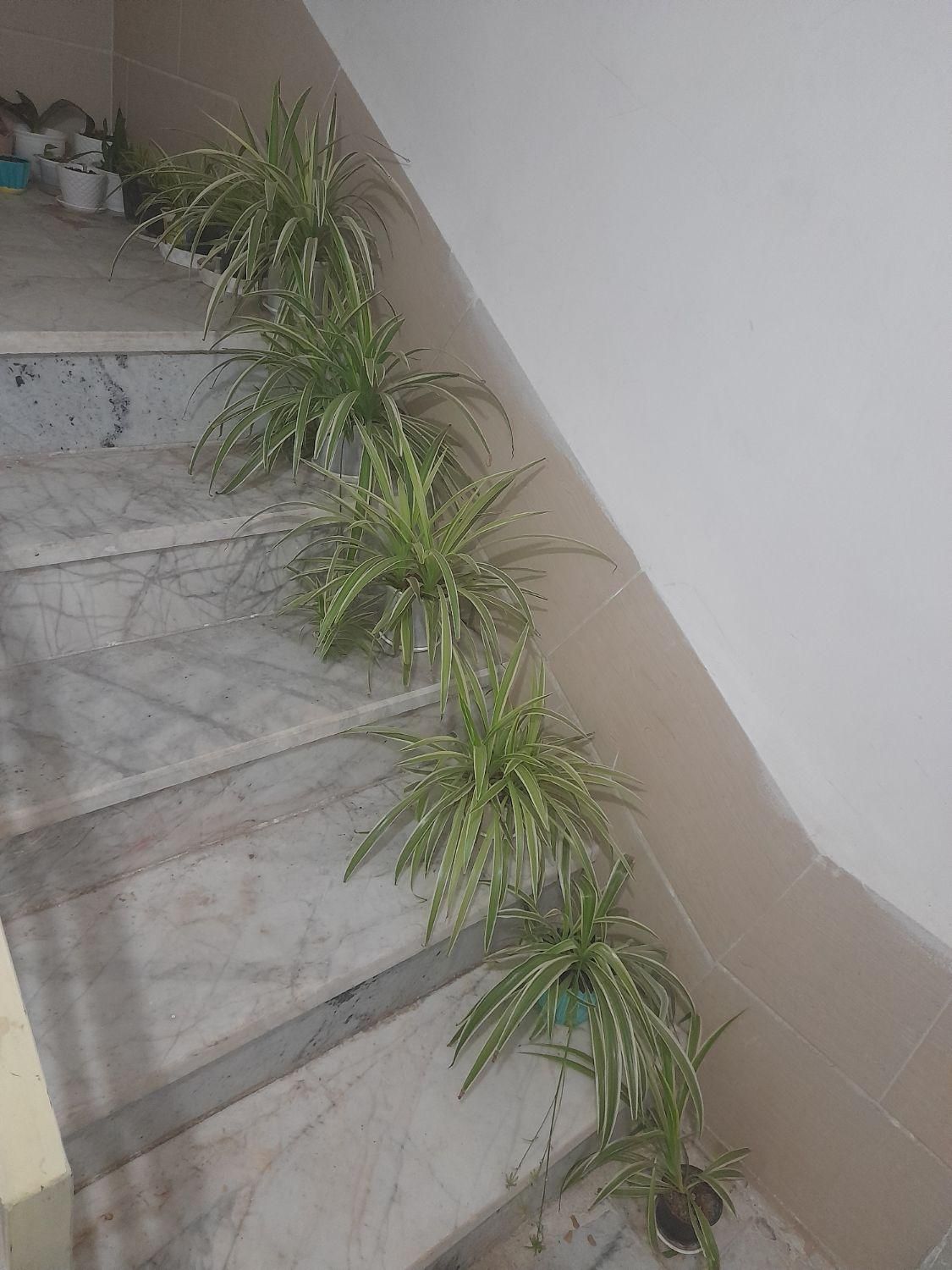 گل گندم گل گندمی|گل و گیاه طبیعی|الوند, |دیوار