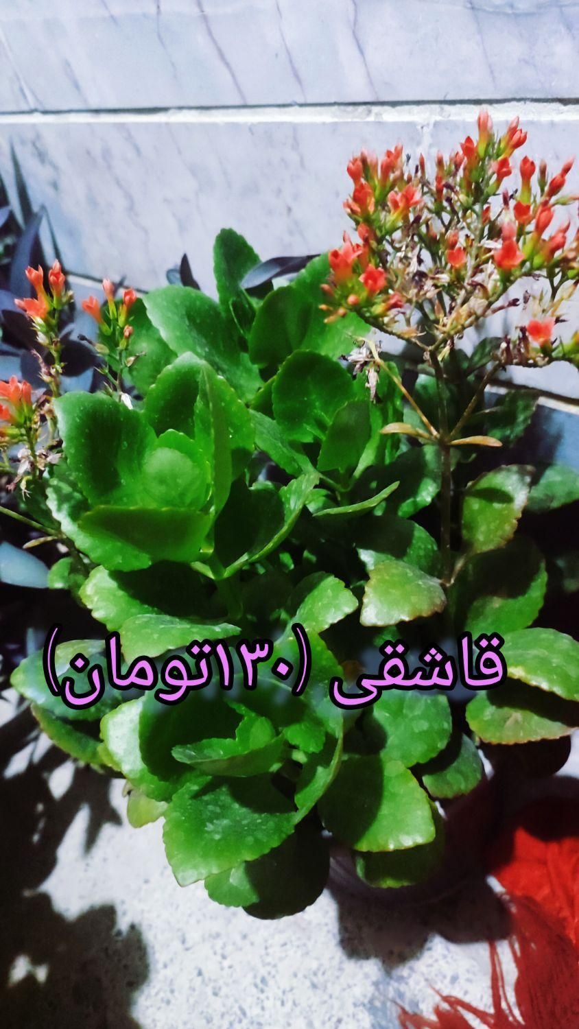 گل های طبیعی زیبا و با طراوت|گل و گیاه طبیعی|قرچک, مهدیه|دیوار