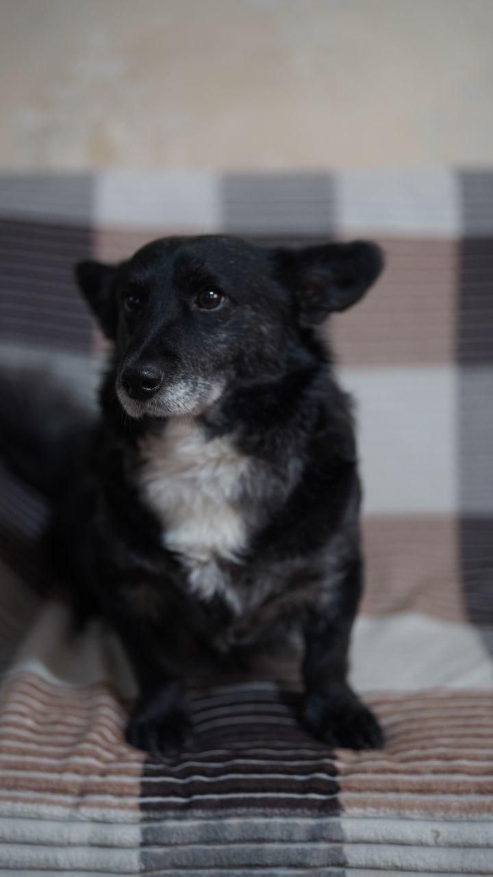 ولش کورگی پمبروگ دوساله برترین نژادسگ|سگ|بهشهر, |دیوار