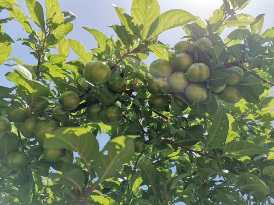 باغ ۲ هکتاری ثمری با امکانات|فروش زمین و ملک کلنگی|شیراز, ارم|دیوار