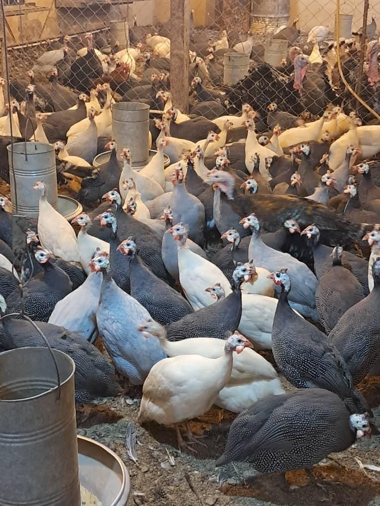 مرغ شاخدار و جوجه شاخدار|حیوانات مزرعه|تهران, اکباتان|دیوار