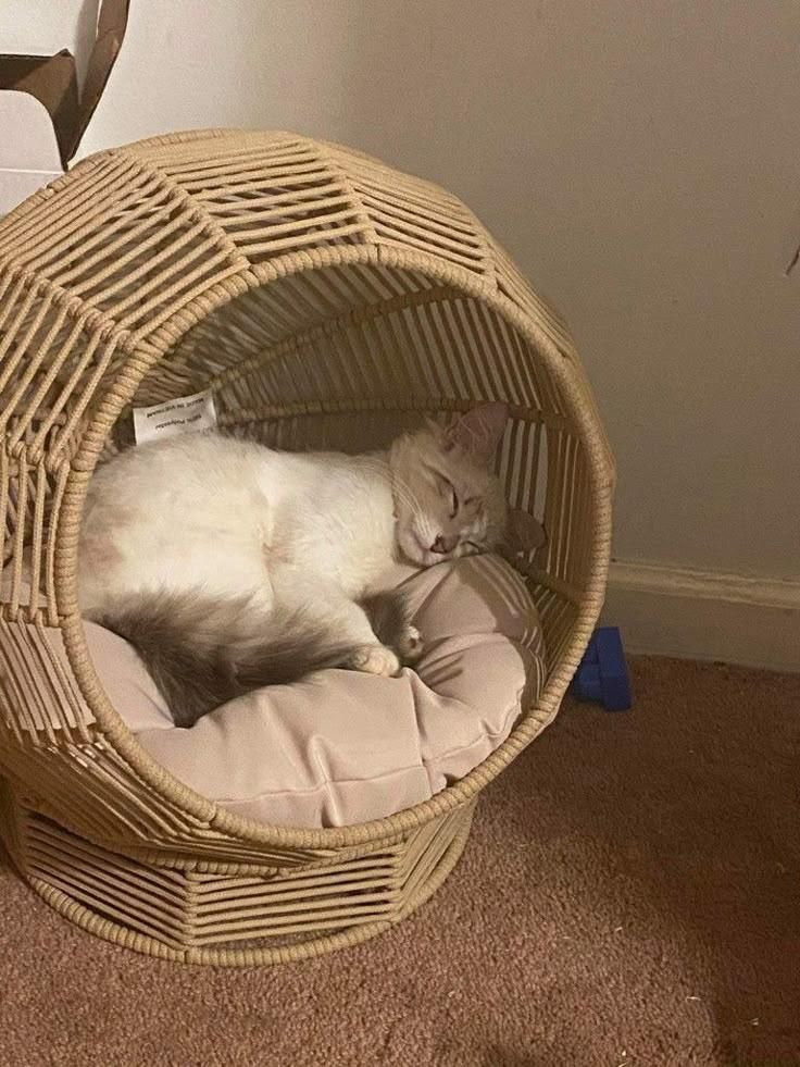 جای خواب پت|لوازم جانبی حیوانات|شیراز, شهرک گلستان|دیوار