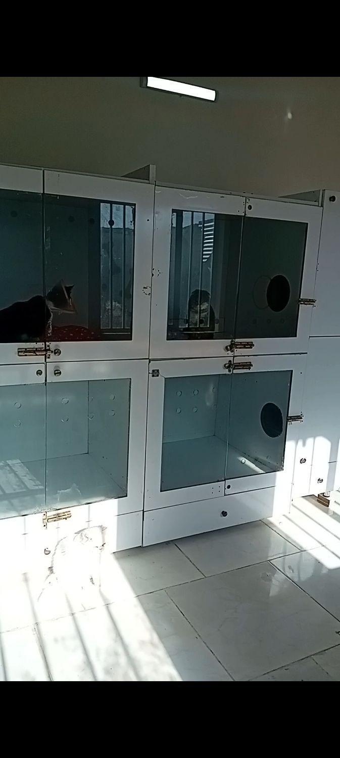 پانسیون حیوانات خانگی(سگ گربه پرنده خرگوش و. )|خدمات پیشه و مهارت|مشهد, الهیه|دیوار