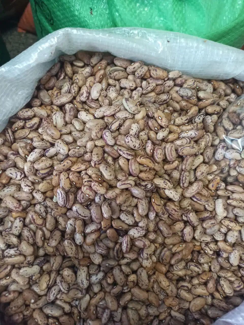 لوبیا چیتی|خوردنی و آشامیدنی|تهران, مجیدآباد|دیوار