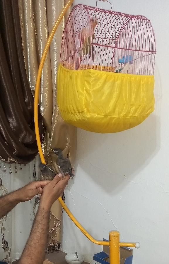 جوجه مینا نر..آماده آموزش|پرنده|رباط‌کریم, |دیوار