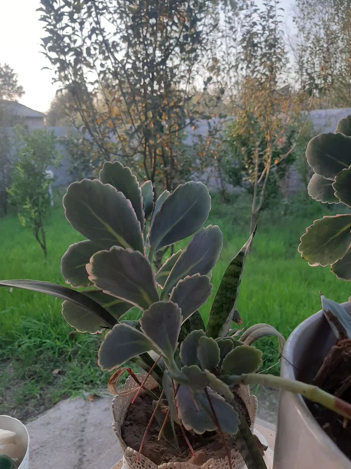 گل در خانه|گل و گیاه طبیعی|رشت, رودباری|دیوار