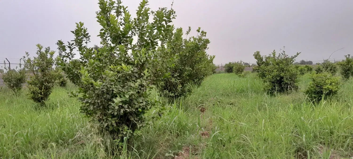 فروش باغ ۵۷۰۰متری در دزفول روستای شوهان علیا|فروش دفتر صنعتی، کشاورزی، تجاری|دزفول, |دیوار
