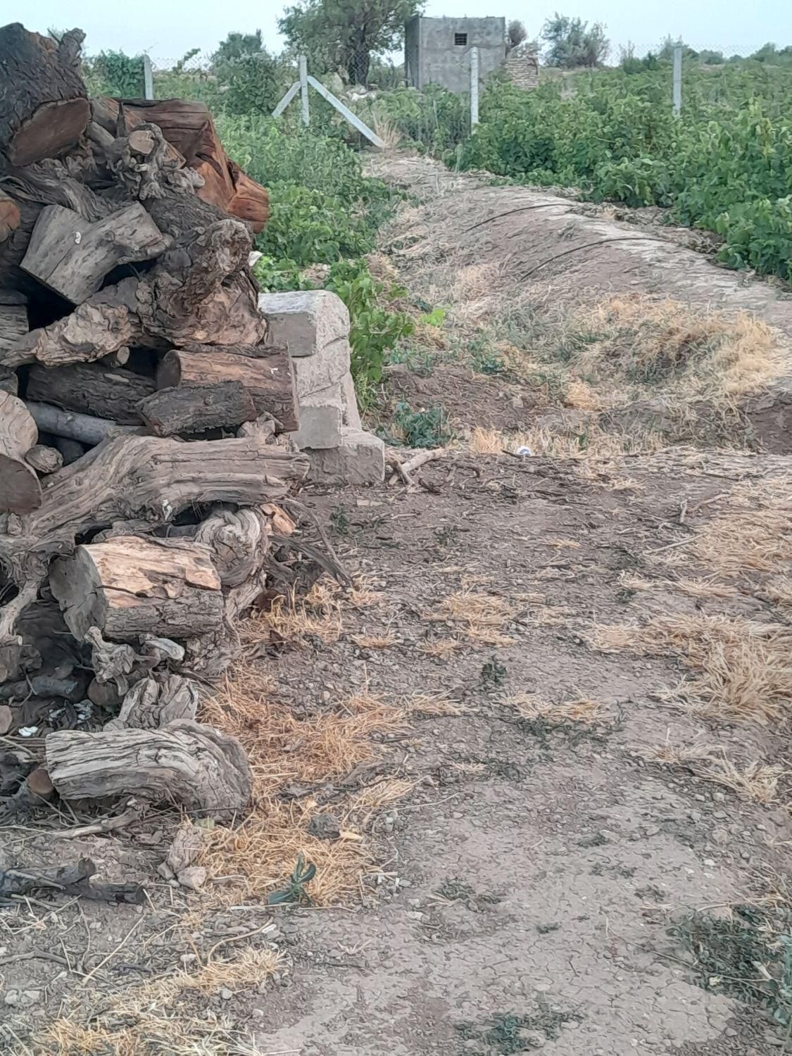 ۲۱۰۰ متر باغ تاکستان|فروش دفتر صنعتی، کشاورزی، تجاری|تهران, مینابی|دیوار