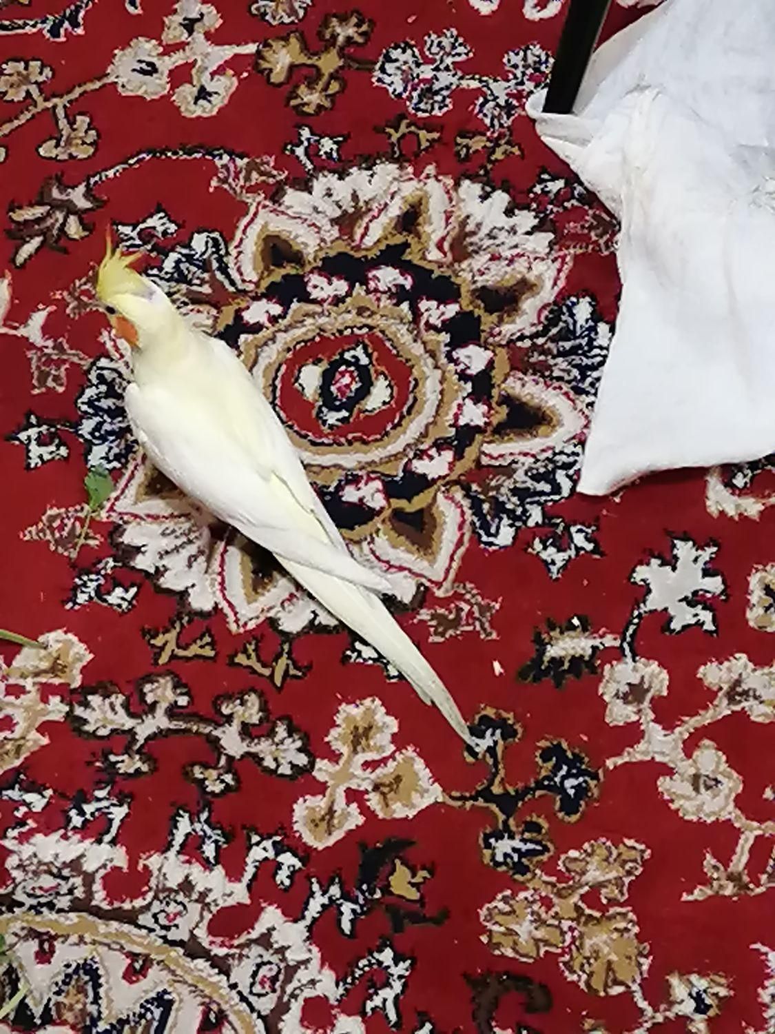 عروس هلندی نر بالغ و مست، آماده جفت گیری|پرنده|تهران, ابن بابویه|دیوار