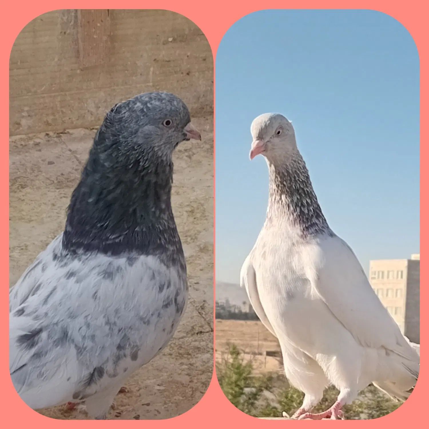 یک جفت کبوتر کله سبزو الماسی و ساده مگسی ماده|پرنده|مشهد, شهرک رازی (شهرک غرب)|دیوار