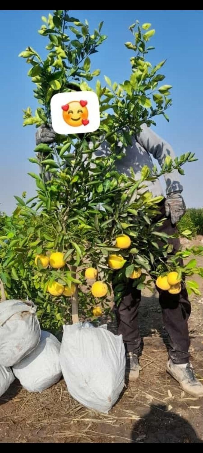 انواع نهال مرکبات شناسنامه دار و پاپایا|خدمات باغبانی و درختکاری|دزفول, |دیوار