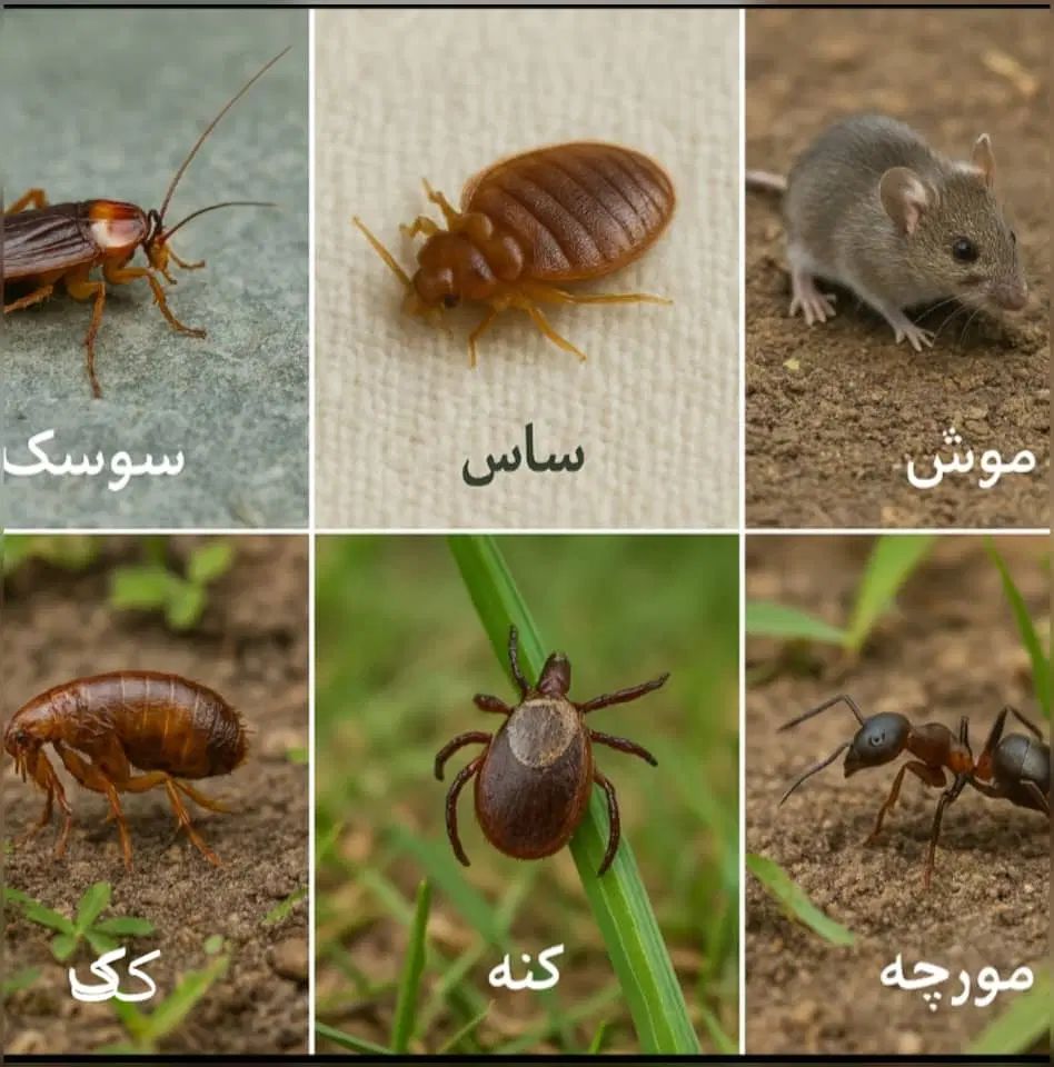 سم پاشی امید صددرصد تضمینی سمپاشی ساس و سوسک و ...|خدمات نظافت|تهران, تهرانپارس غربی|دیوار