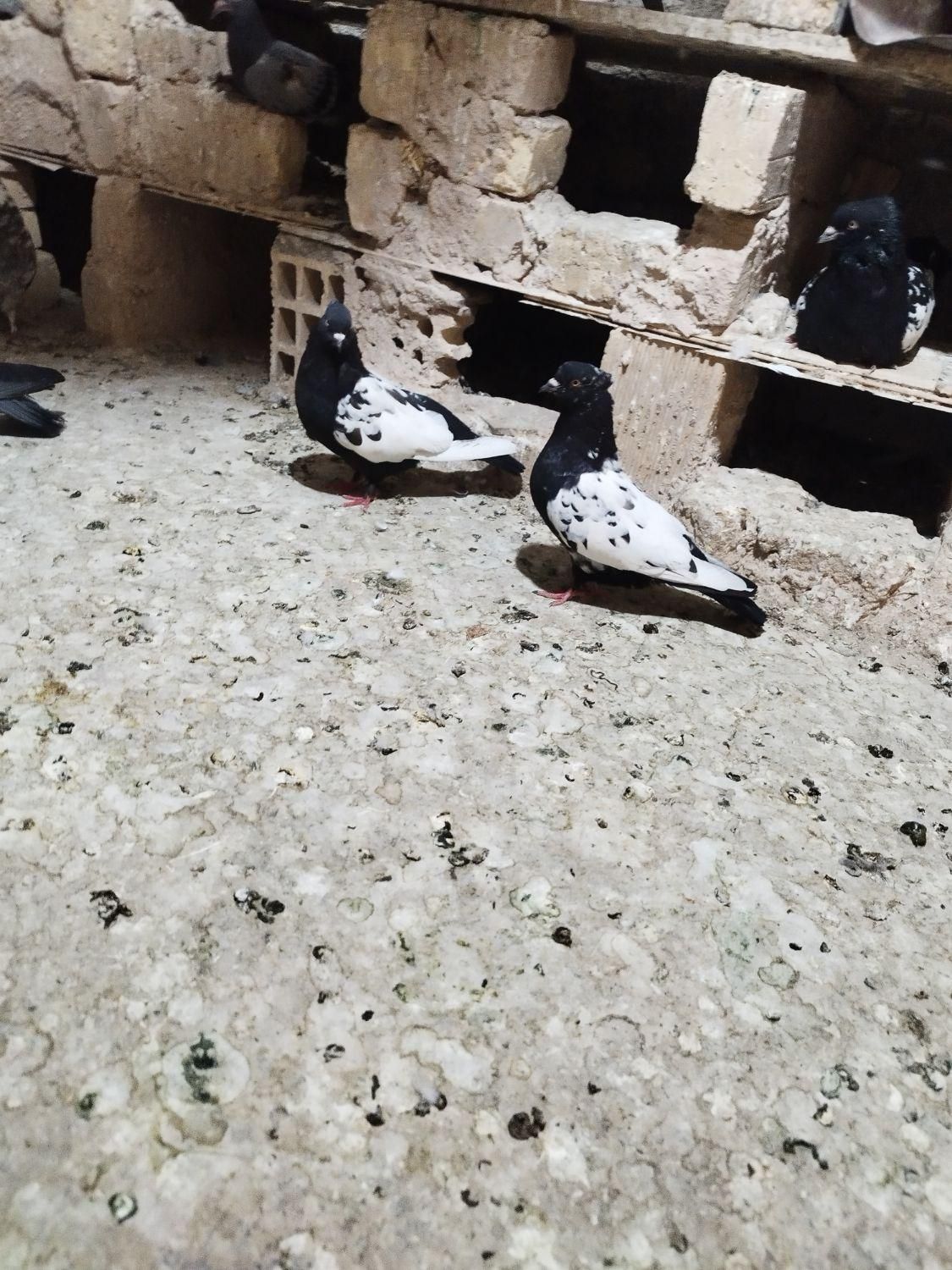 گل کبوتر پلاکی سینه مشکی  کفتر تهرانی بپر|حراج|لنجان, |دیوار