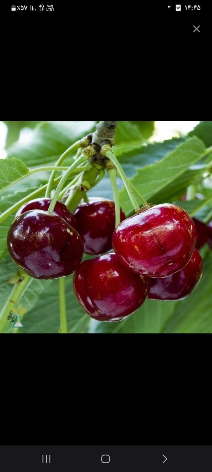 چیدن گیلاس و آلبالو|اشتراک سفر|خوی, |دیوار