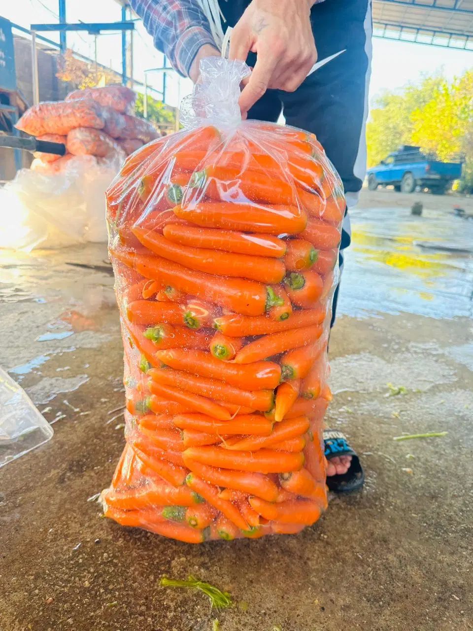 هویج عمده آبگیری مغازه درجه یک میدان تره بار مرکزی|خوردنی و آشامیدنی|تهران, میدان میوه و تره‌بار مرکزی|دیوار