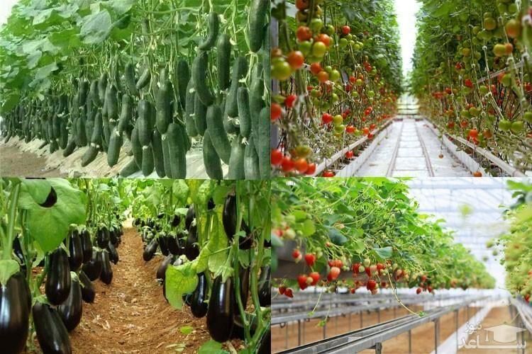 آموزش کشت گلخانه ( مدرک فنی وحرفه ای )|خدمات آموزشی|اصفهان, مولوی|دیوار