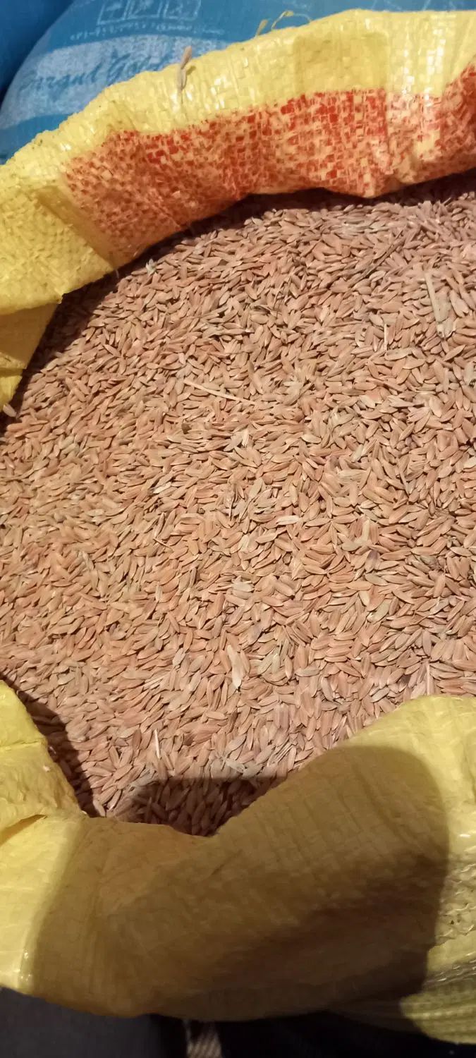 شلتوک لنجان زرین شهر|خوردنی و آشامیدنی|اصفهان, شاهزاده ابراهیم|دیوار