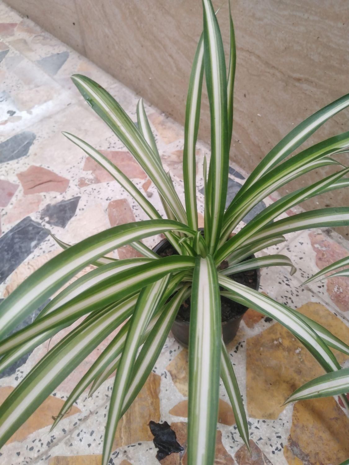 گل گندمی|گل و گیاه طبیعی|رشت, دروازه لاکان|دیوار