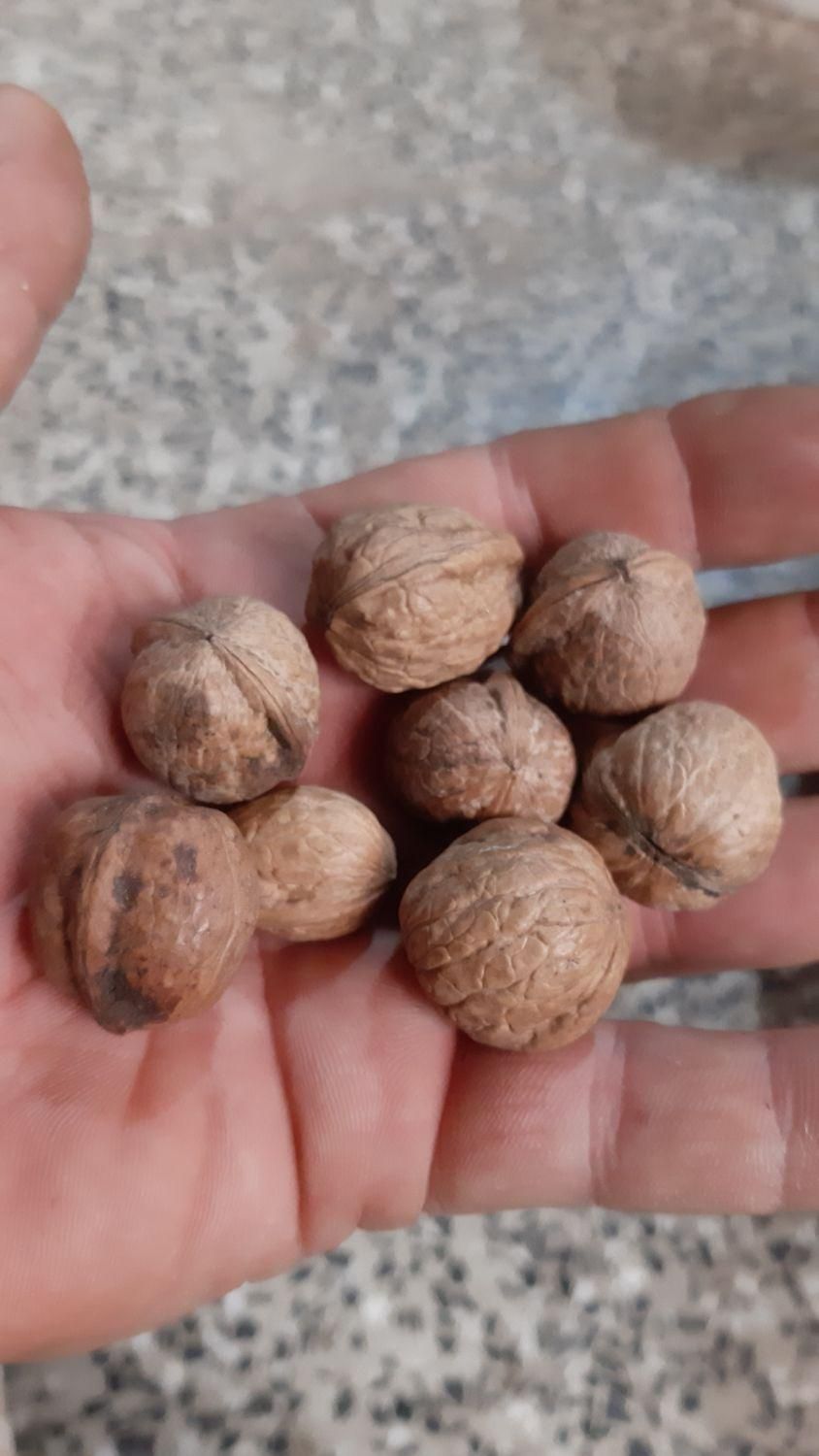 گردو سوزنی|عمده‌فروشی|اصفهان, خانه اصفهان|دیوار