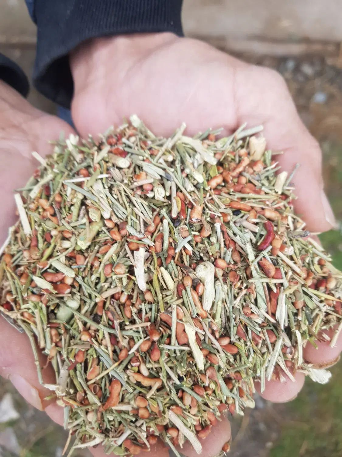 خارشتر جایگزین یونجه برند بوژن|خدمات باغبانی و درختکاری|کرج, باغستان|دیوار