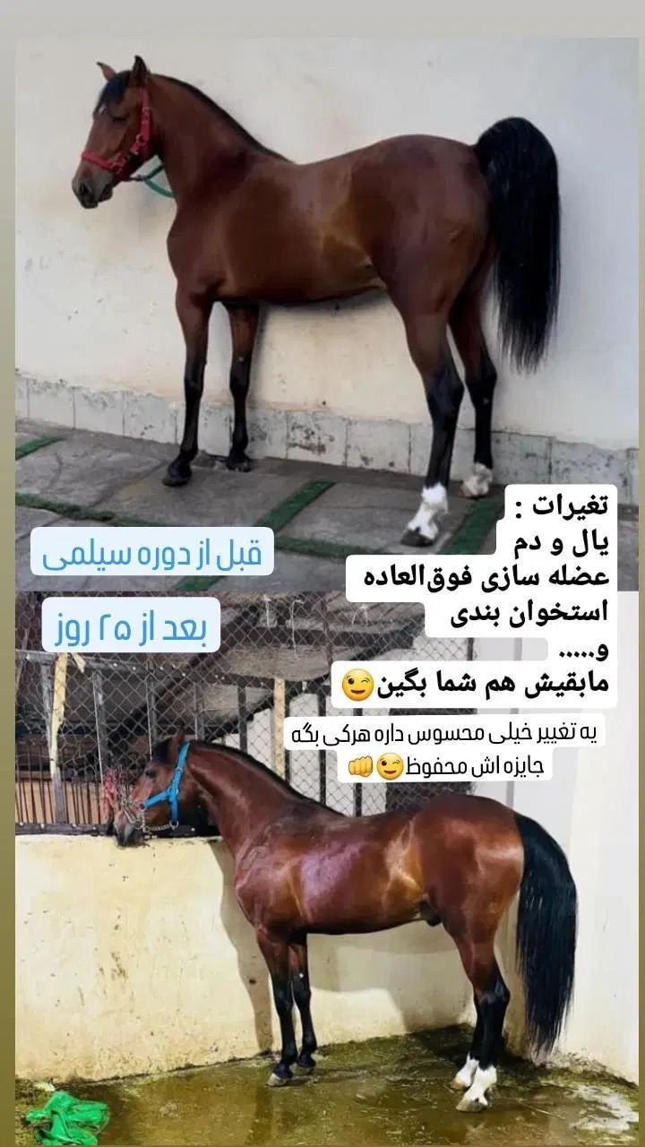 تغییرات چشم گیر اسب|اسب و تجهیزات اسب‌سواری|تهران, آذربایجان|دیوار