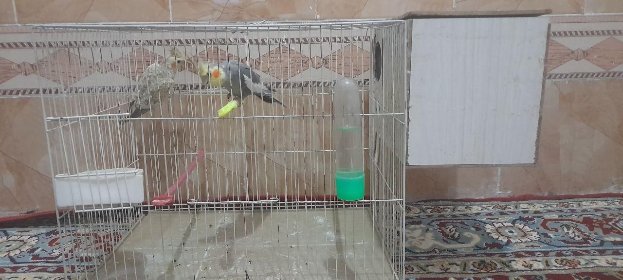 جفت عروس هلندی با قفس و وسایل|پرنده|زابل, |دیوار