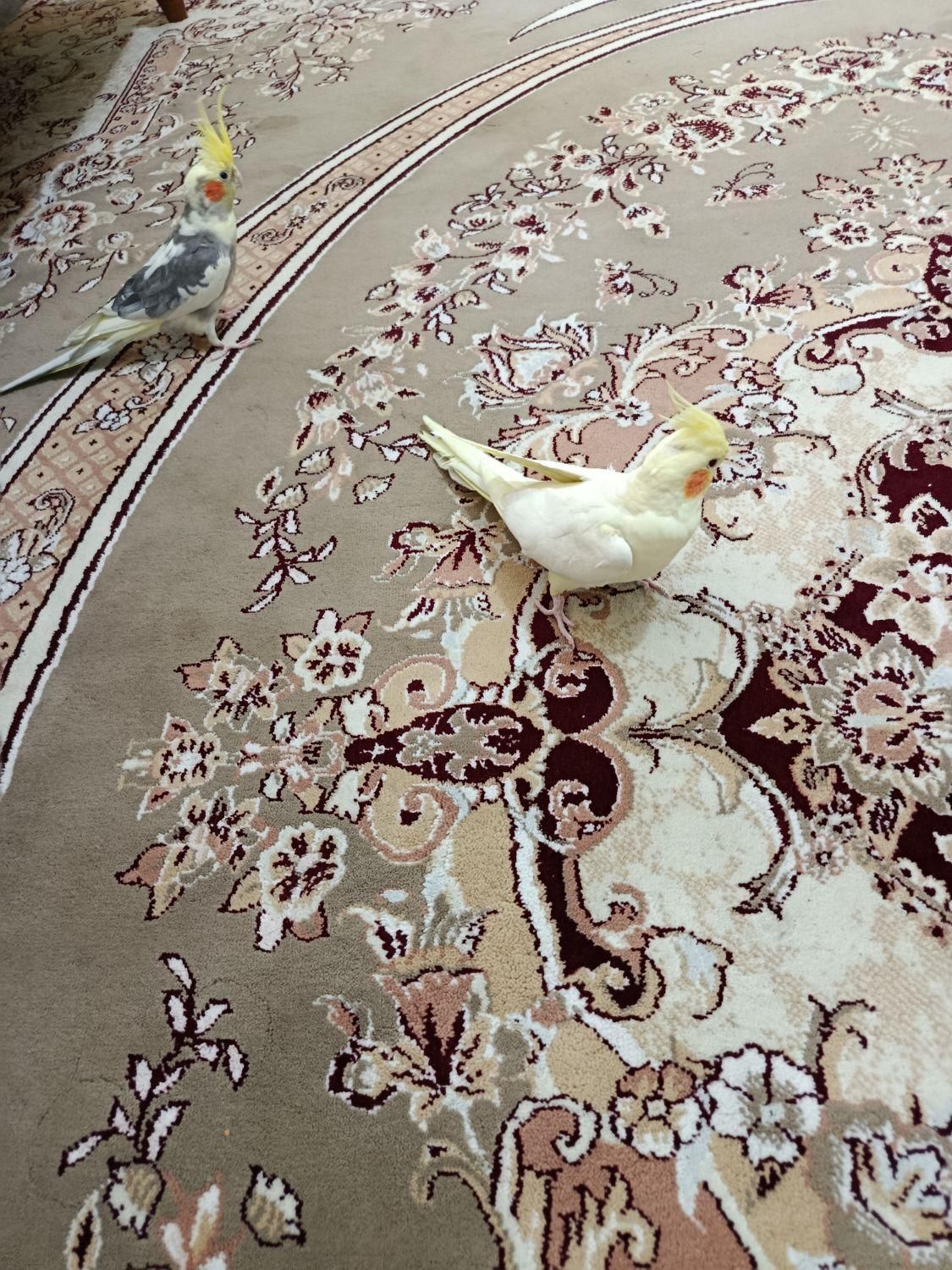 عروس هلندی مولد|پرنده|کرج, حصارک|دیوار