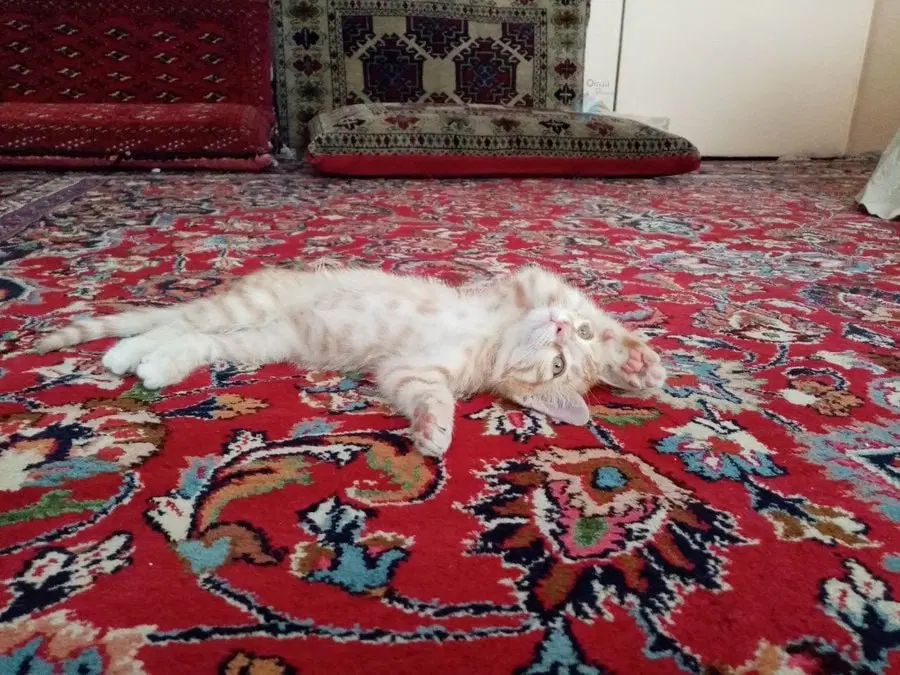 واگذاری بچه گربه ناز|گربه|تهران, دروس|دیوار