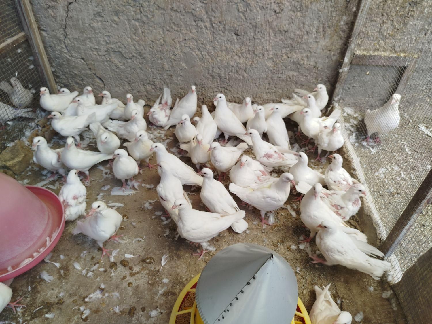 کبوتر گوشتی سفید|پرنده|اصفهان, ارغوانیه|دیوار