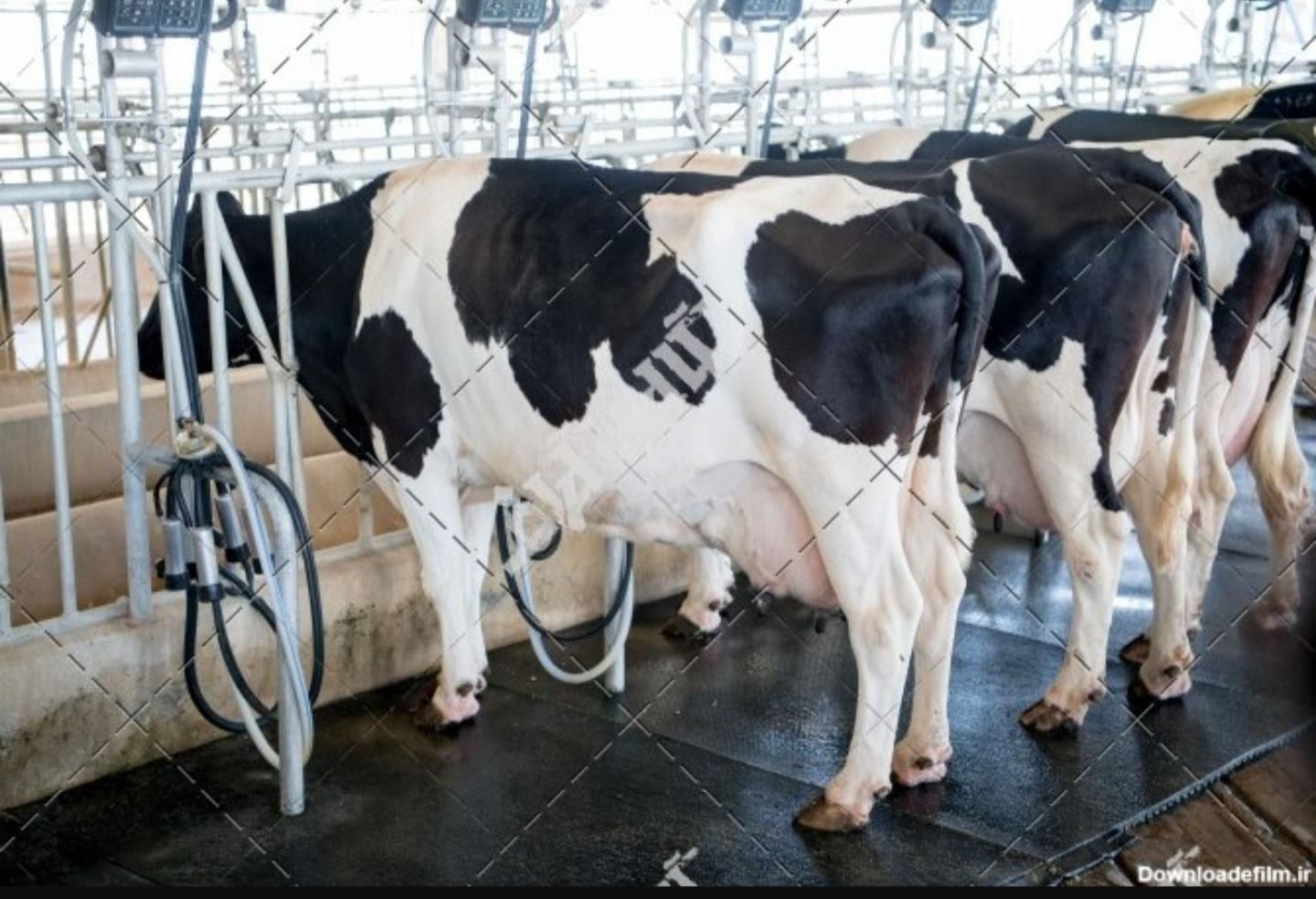 استخدام کارگر گاوداری|استخدام صنعتی، فنی، مهندسی|داراب, |دیوار