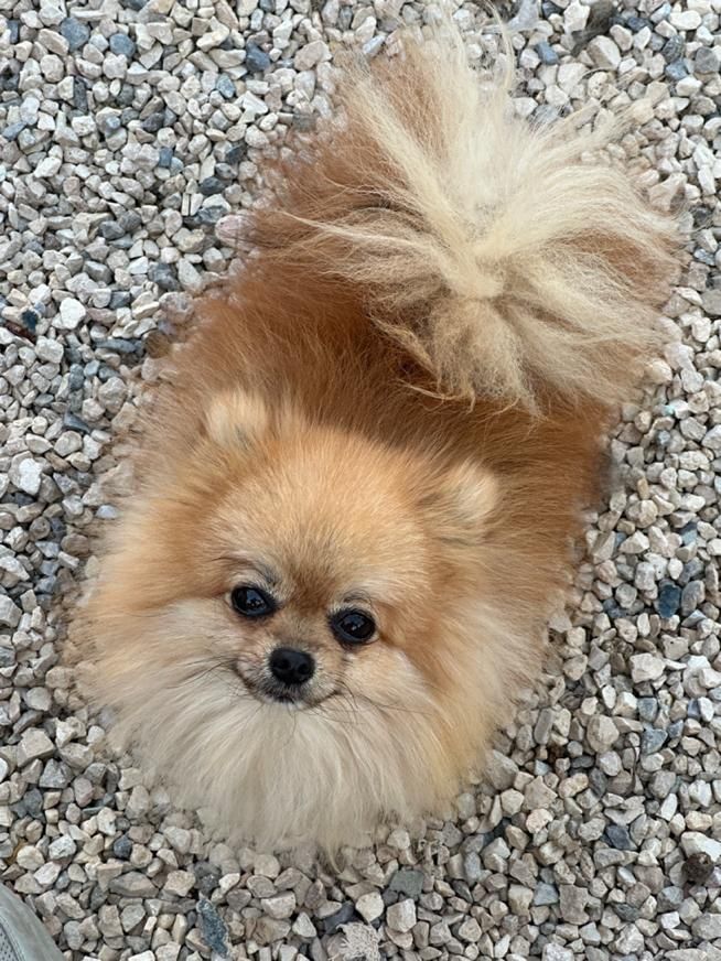 سگ پامر خرسی و عروسکی جهت کشش(جفت گیری)|سگ|اصفهان, رهنان|دیوار