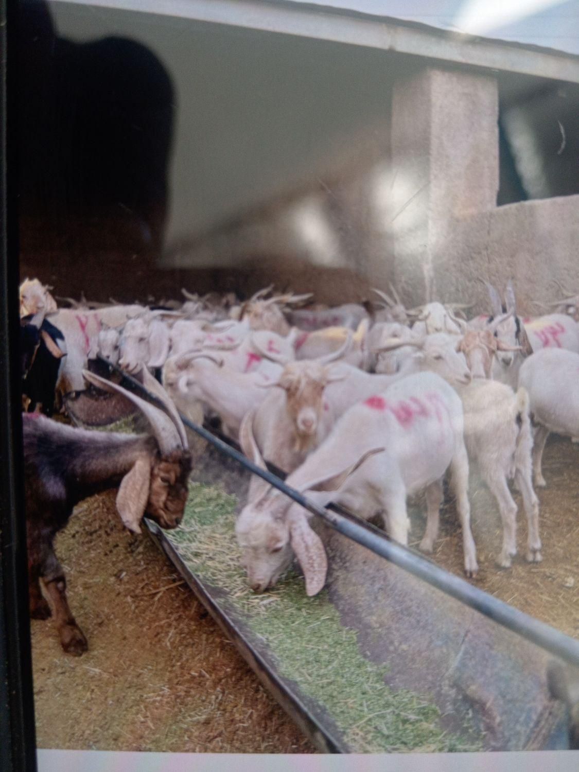 گوسفند زنده|حیوانات مزرعه|کرمان, |دیوار