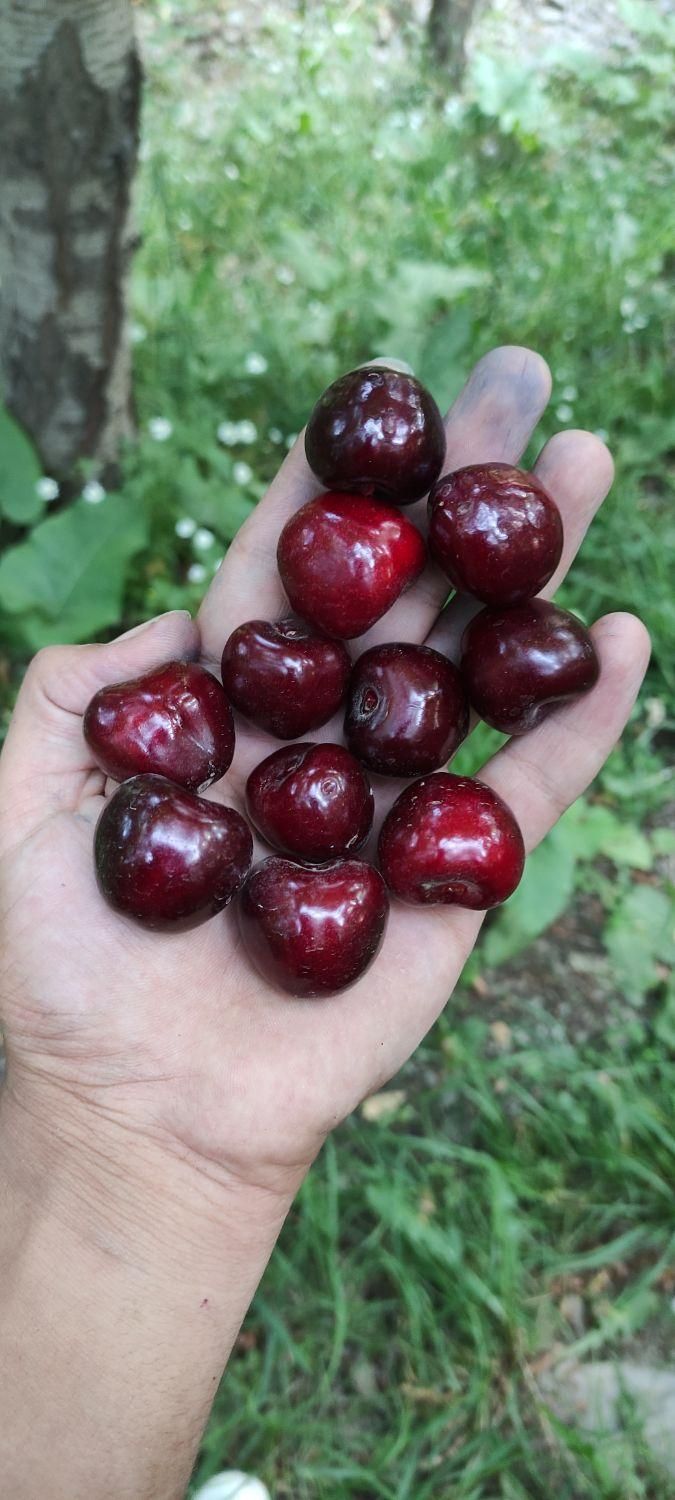 باغ گیلاس زشک 1500 متر|فروش زمین و ملک کلنگی|مشهد, راهنمایی|دیوار