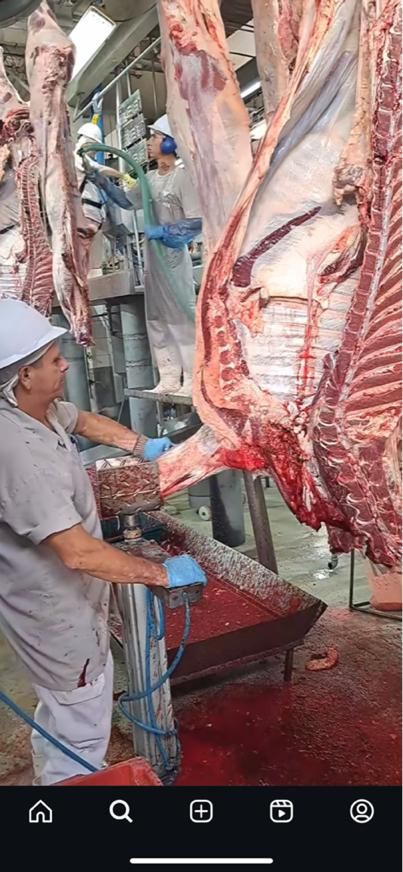 عرضه بدون واسطه بره گوسفند مستقیم از شهرستان|حیوانات مزرعه|تهران, مشیریه|دیوار