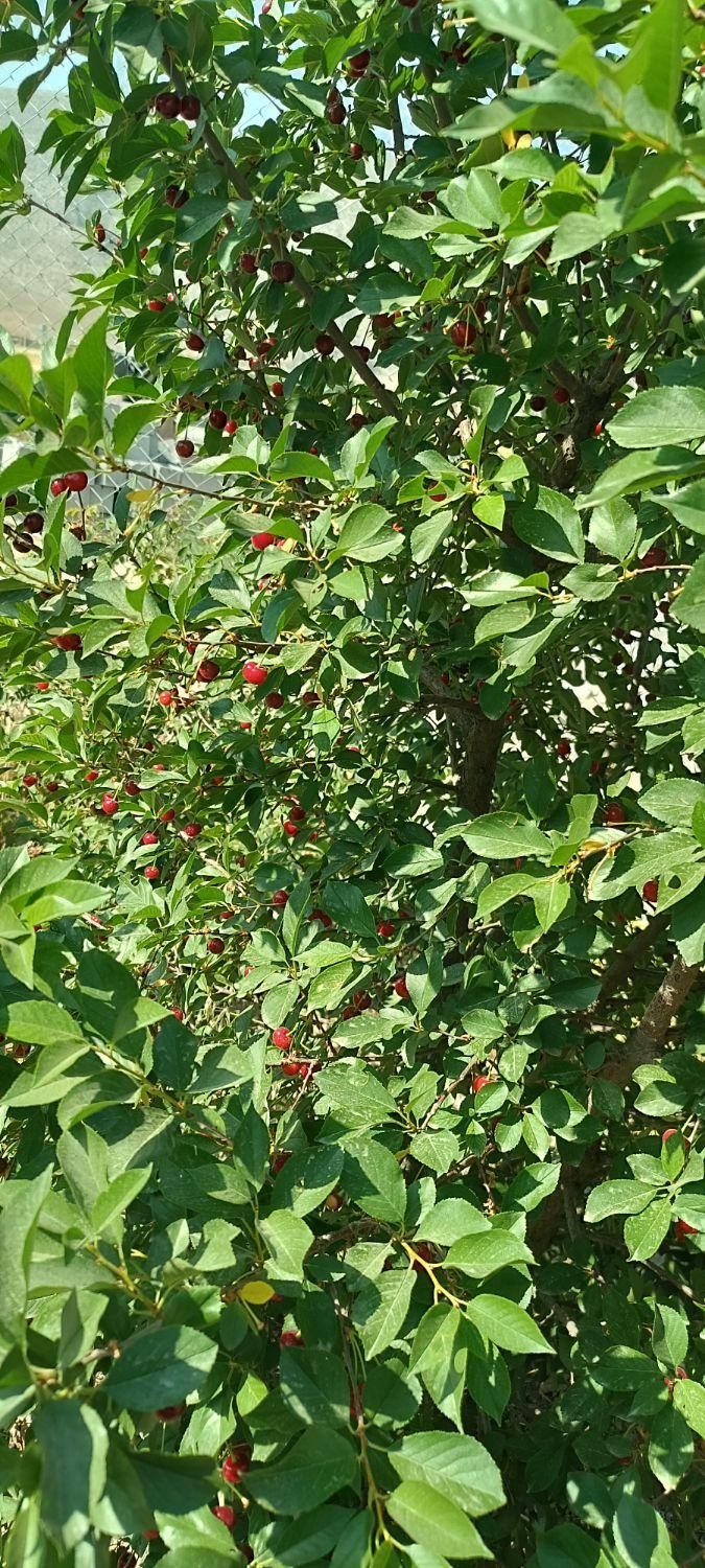 باغ شهری/ ۶۰۰ متری/فاروق/پرداخت شرایطی|فروش زمین و ملک کلنگی|سیدان, |دیوار